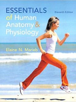 Essentials of Human Anatomy & Physiology (11th Edition) – eBook PDF